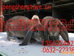 供应肉兔种兔，公羊兔种兔-央视推荐肉兔种兔品牌