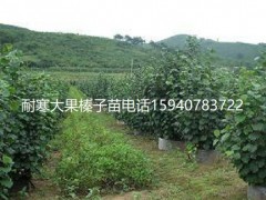 通化高产大榛子辽宁榛子2019价格