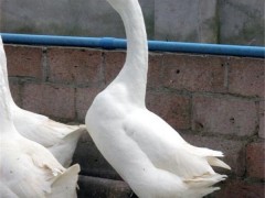 鼎发养鹅场批发豁眼鹅 批发各种优质鹅苗、鹅雏 大品种鹅苗批发