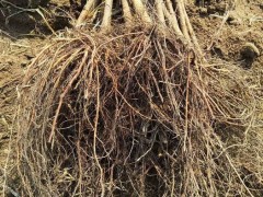 东营高产大榛子辽宁榛子免费