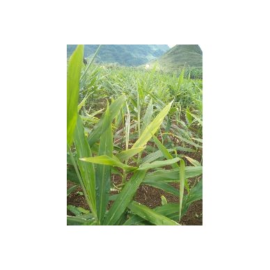 [供]云南小黄姜，小黄姜产地，苗小姜块大，供货量大