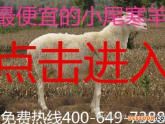 纯种小尾寒羊 大同小尾寒羊 鲁西小尾寒羊