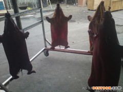 供应 巴马香猪  香猪白条