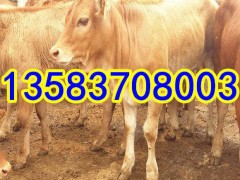 供应云南黄牛价格 云南黄牛养殖基地批发鲁西黄牛