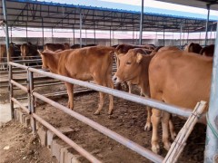 出售鲁西黄牛对鲁西黄牛小牛犊-鲁西黄牛利木赞黄牛