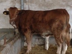 江西黄牛 鲁西黄牛小牛犊 江苏黄牛牛犊价格 改良小黄牛批发