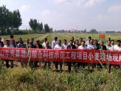 青县渤海粮仓科技示范工程小麦现场观摩会