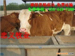 鲁西黄牛 鲁西黄牛价格 黄牛种牛 鲁西黄牛种牛价格