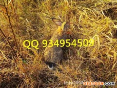 安徽野兔养殖技术免费培训比利时杂交野兔