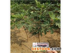 B110无花果苗哪里供应