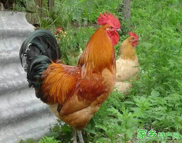 固始鸡 -信阳固始特产