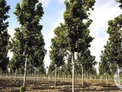 2019全国花卉产销形势分析报告发布