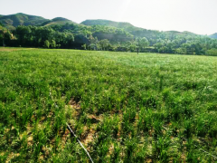 榆林：青阳岔镇陈家砭村:四举措将乡村复兴推向纵深