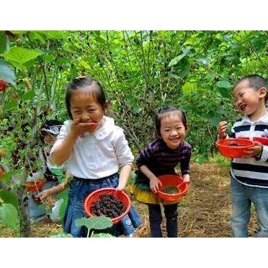 [供]供应桑椹,产地直供，无中间差价