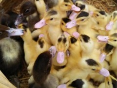 鼎发养鹅场批发豁眼鹅 批发各种优质鹅苗、鹅雏 鹅苗养殖存活率高