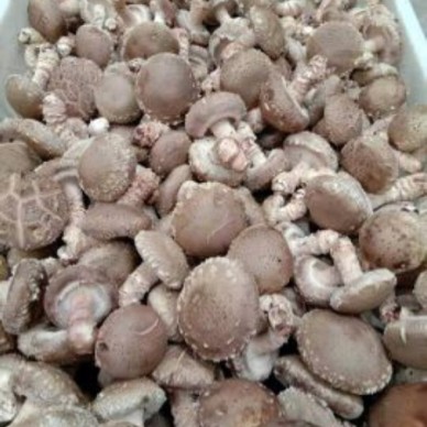 [供]常年出售干香菇，湿香菇 量大质优