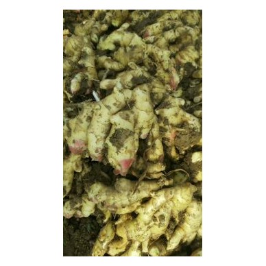 [供]2020年山东生姜产地价格山东生姜价格行情