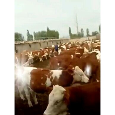 [供]西门塔尔牛