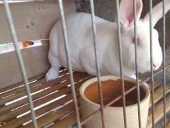 青海獭兔价格 种兔 法系种兔 肉兔价格