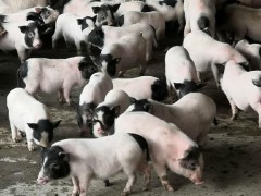 众兄弟 巴马香猪 观赏香猪 宠物香猪  香猪养殖 可电话议价