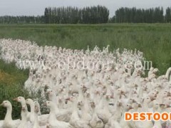 四川鹅雏-朗德鹅雏价格-鹅雏孵化厂(推荐商家)