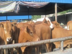 鲁西黄牛改良 供应散养黄牛 肉牛散养黄牛 鲁西黄牛厂家