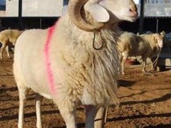 宁夏小尾寒羊 小尾寒羊价格 小尾寒羊养殖 小尾寒羊本场提供