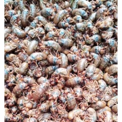 [供]每年出售新鲜活体速冻金蝉白蝉