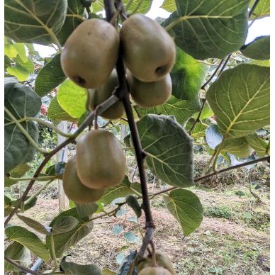 [供]供应猕猴桃,电话13980715201