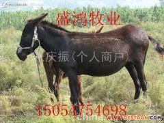 供应肉驴种驴湘菜小肉驴 育肥驴免费运输山