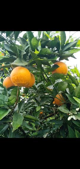 [供]供应精品夏橙,欢迎各地老板们前来订购！13512364898