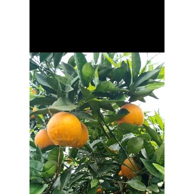 [供]供应精品夏橙,欢迎各地老板们前来订购！13512364898
