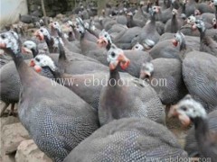 脱温贵妃鸡苗多少钱一只-珍宝特种养殖厂(推荐商家)