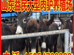 长期活体肉驴 肉驴行情怎么样 肉驴驴皮多少钱