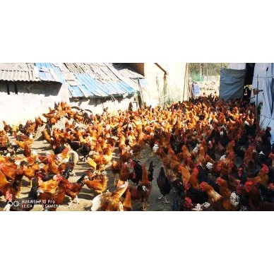 [供]正宗大量跑山土二鸡出售