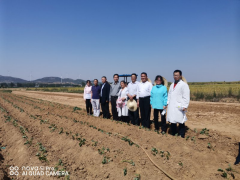 国度甘薯产业体系专家组在临沭展开甘薯茎线虫病防控技术示范-临沂市农业农村局