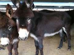 直销 肉驴 德州驴 三粉驴 乌头驴 肉驴价格走势