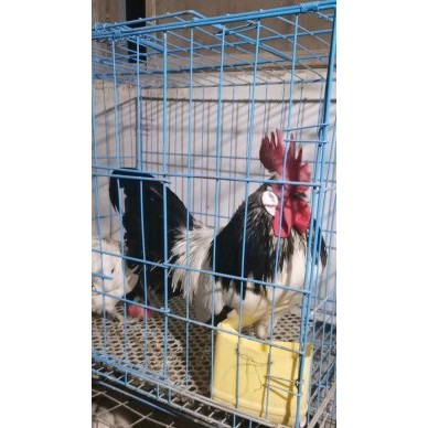 [供]咱厂养殖各种观赏鸡。