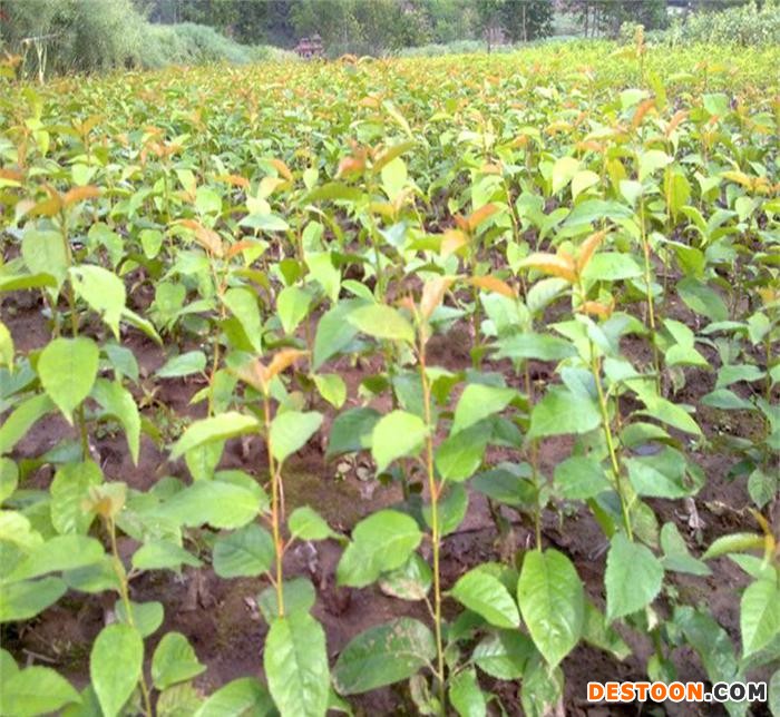 樱桃苗_吉塞拉樱桃苗_美早樱桃苗_红灯樱桃苗_矮化樱桃苗 福星福晨樱桃  山东樱桃苗基地