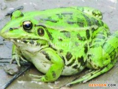 黑斑蛙-黑斑蛙价格-金兴黑斑蛙养殖(推荐商家)