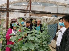岗站对接 展开羊角脆甜瓜套袋实验示范