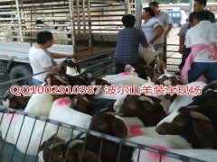 纯种波尔山羊 波尔山羊苗 波尔山羊种羊价格