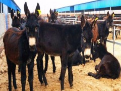 肉驴养殖厂家 毛驴 改良肉驴 德州驴 肉驴苗 肉驴驹 肉驴厂家 肉驴价格 山东肉驴养殖基地 具体价格面议 德州肉驴