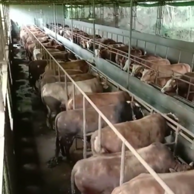 [供]黄牛销售，地点:巴中长期供应