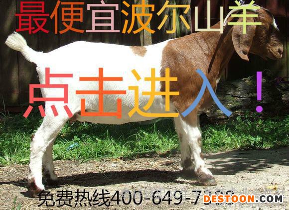 羊 波尔山羊养殖 波尔山羊价格 纯种波尔山羊