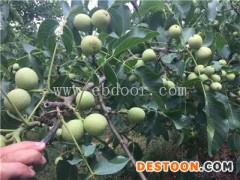 冠核农业(图)-红仁核桃苗价格-红仁核桃苗