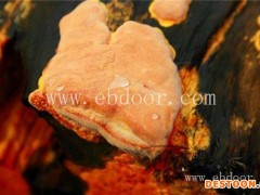 牛樟芝可以种植吗-牛樟芝种植-长程天麻教您种桑黄(查看)