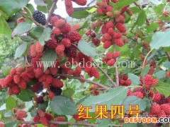 山西供应果桑苗-世超苗木桑葚苗销售-供应果桑苗多少钱一颗