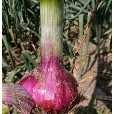 [供]新鲜红皮洋葱