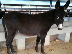 精品肉驴 辽宁肉驴 大型肉驴 山西肉驴